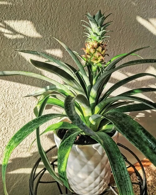 How to Grow a Pineapple