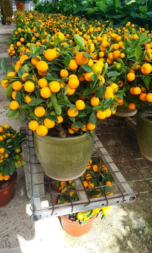 Orange Tree in Pot