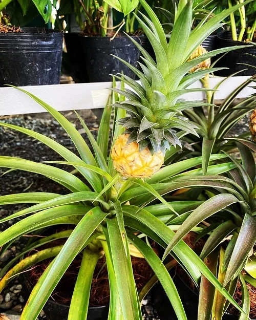 Pineapple Growth and Care
