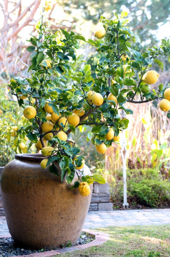 how to grow a lemon tree in a pot