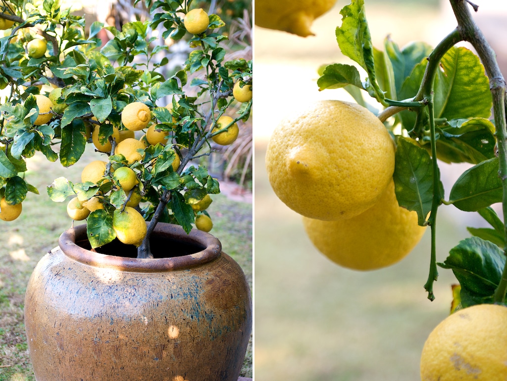 lemon tree container