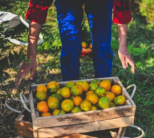 orange Harvesting