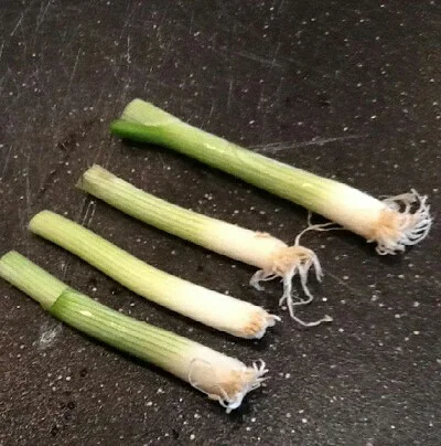 Growing Green Onions