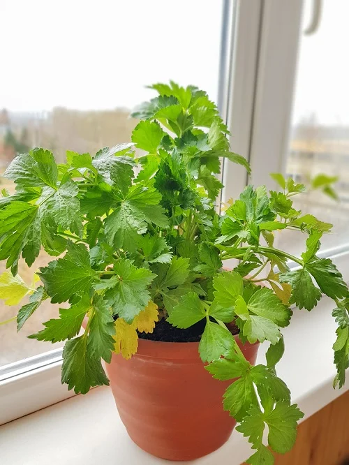 Requirements for Growing Celery in Containers